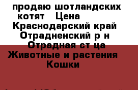 продаю шотландских котят › Цена ­ 1 500 - Краснодарский край, Отрадненский р-н, Отрадная ст-ца Животные и растения » Кошки   